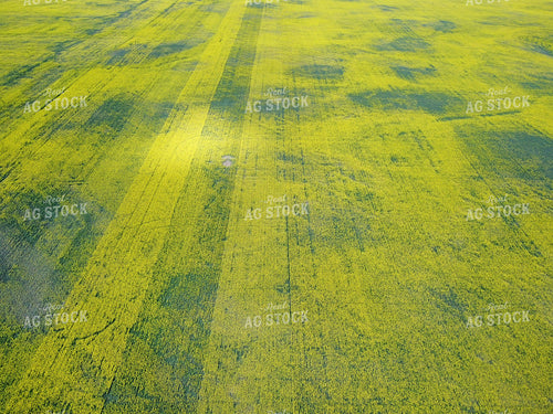 Aerial of Mid-Season Field 187386