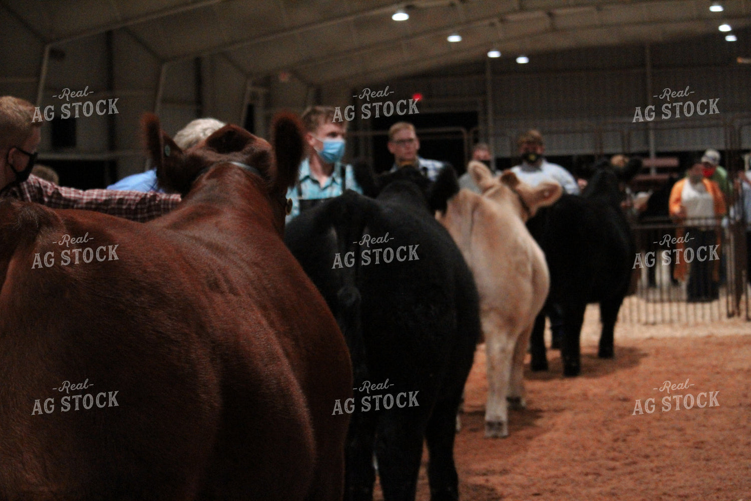 4H Cattle Show with Masks 52050