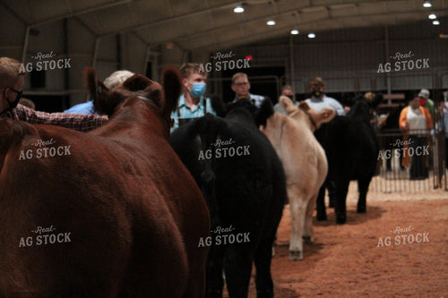 4H Cattle Show with Masks 52050