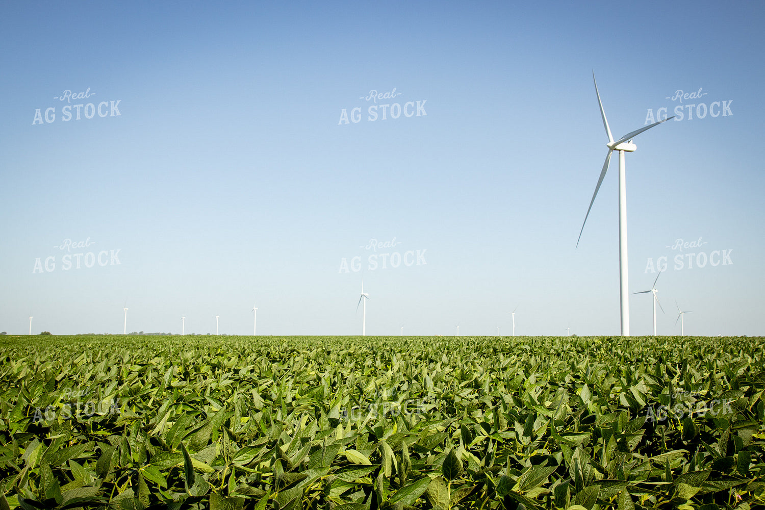 Mid-Season Soybean Field 268152