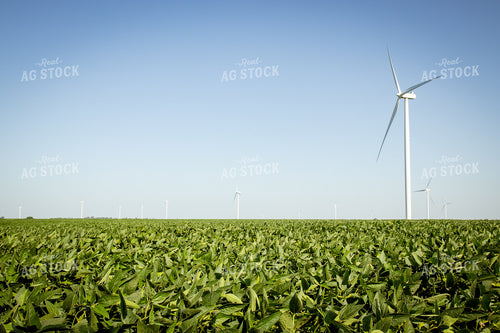 Mid-Season Soybean Field 268152