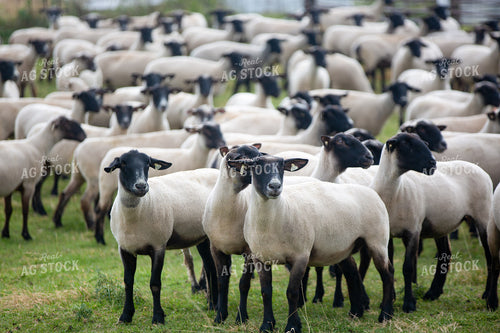 Sheep in Pasture 90073