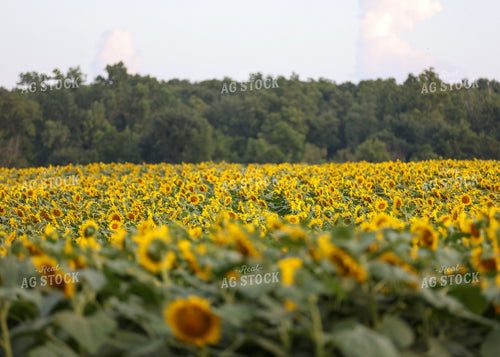 Sunflowers 160169