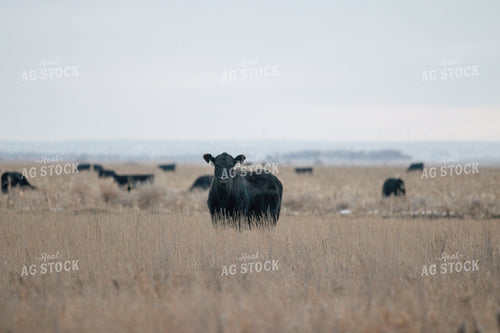 Angus Cattle in Pasture 72020