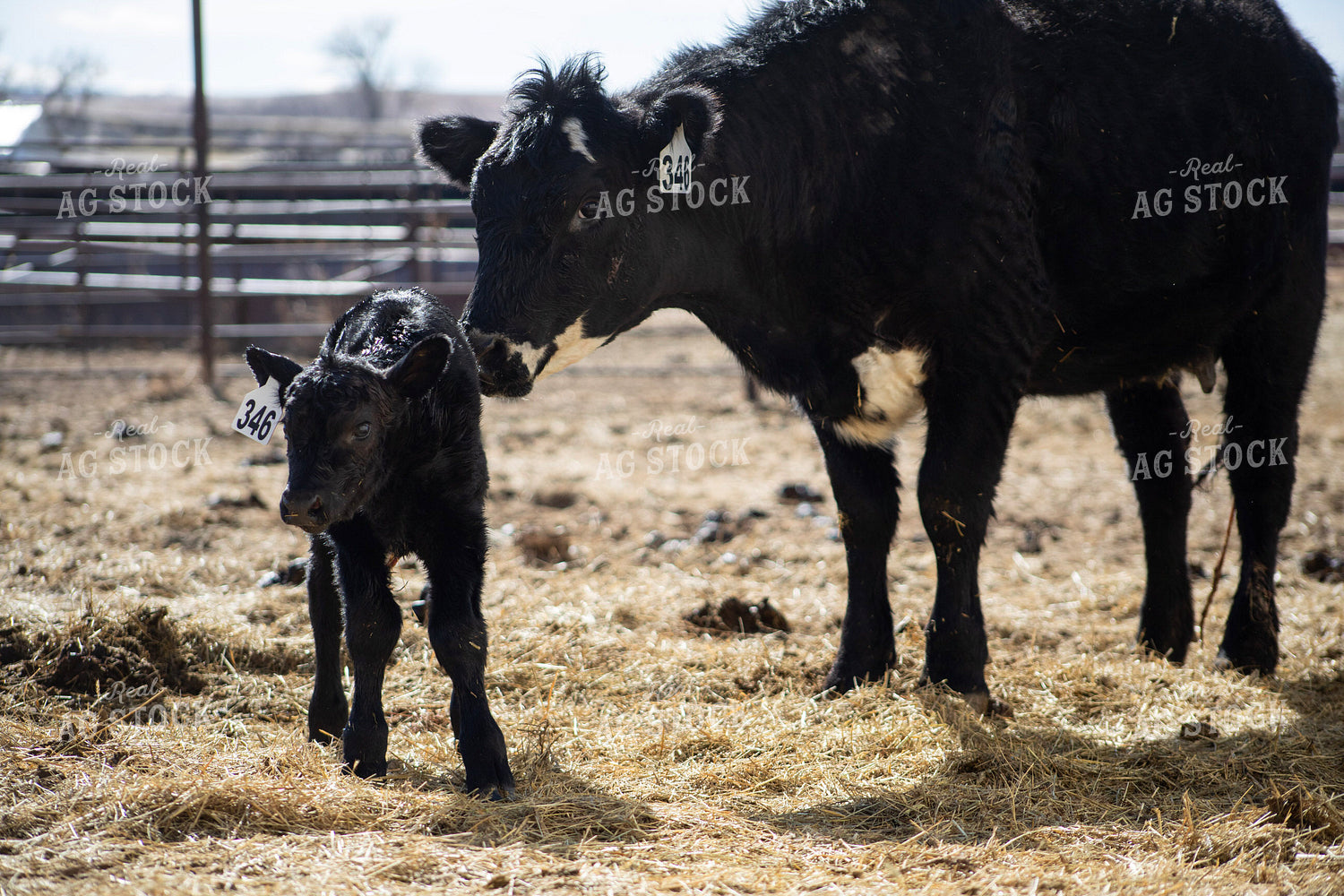 Angus Cow Calf Pair 117288