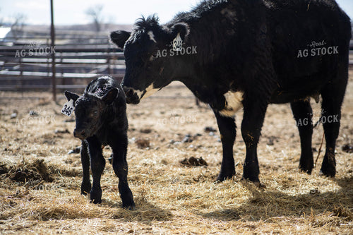 Angus Cow Calf Pair 117288