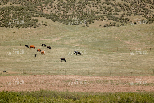 Angus Cattle and Horses on Pasture 104107