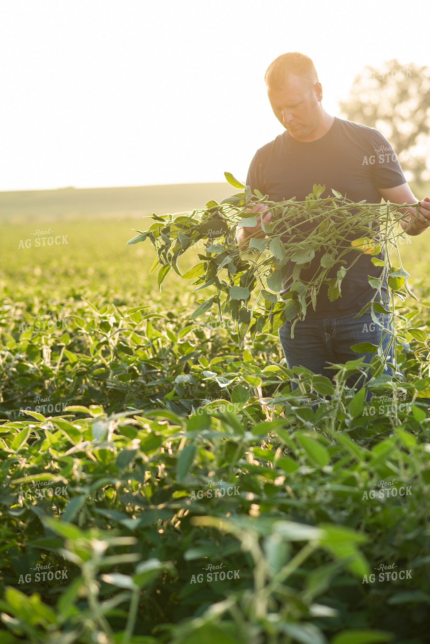 Farmer Scouting Soybeans 76587
