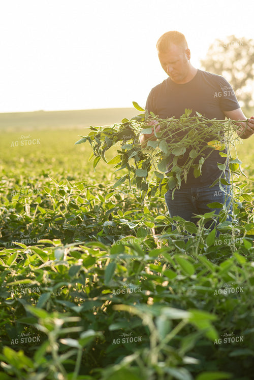 Farmer Scouting Soybeans 76587