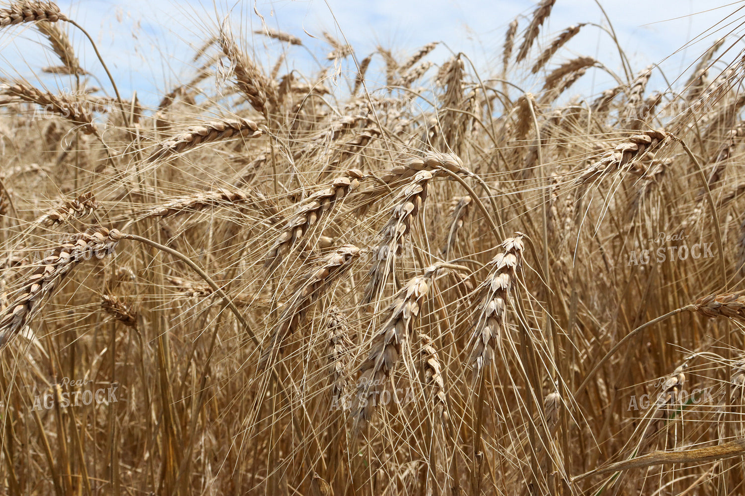 Golden Wheat Field in Summer 227005