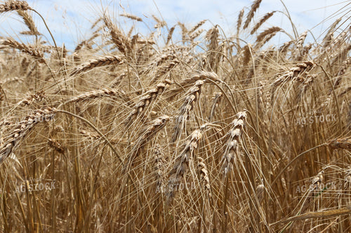 Golden Wheat Field in Summer 227005
