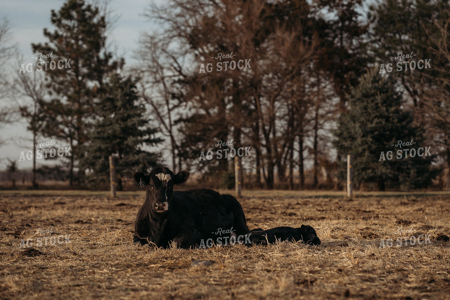 Cow Calf Pair Laying in Pasture 196229