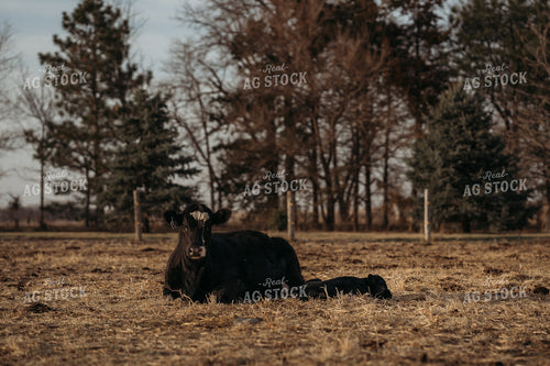 Cow Calf Pair Laying in Pasture 196229