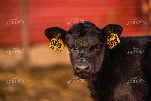 Black Angus Calf 299187