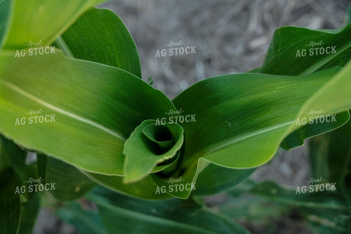 Up Close Corn Plant 65027