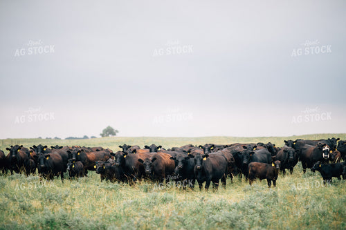 Cow and Calf Herd in Pasture 53031