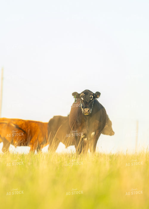 Cattle on Pasture 264033