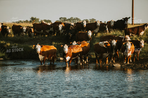 Hereford Cattle in Creek 6388