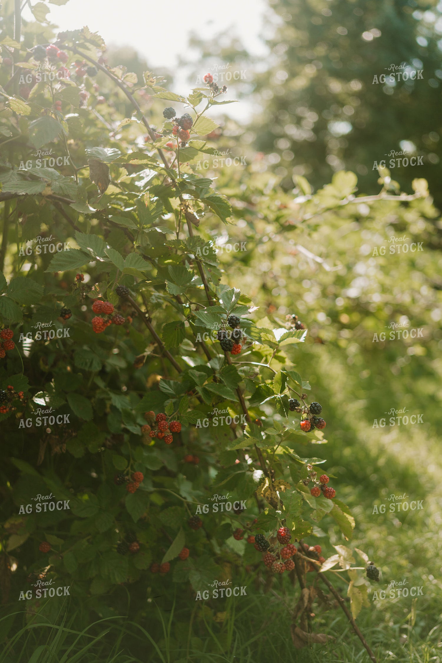 Blackberries 125367