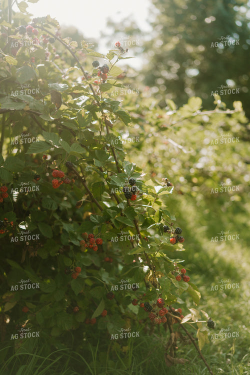 Blackberries 125367