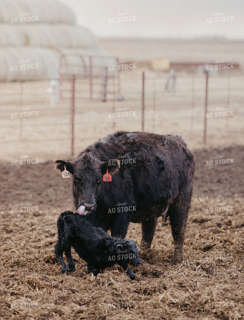 Cow Calf Pair 185201