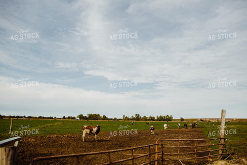 Dairy 2707