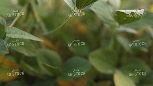 Soybean Video - Fly Up Into Green Pod II 2402