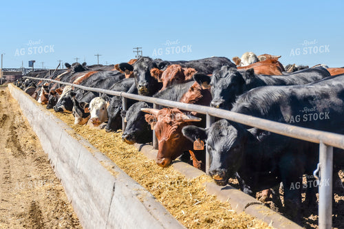 Diverse Cattle Eating From Feed Bunk in Feedlot Pen 56460