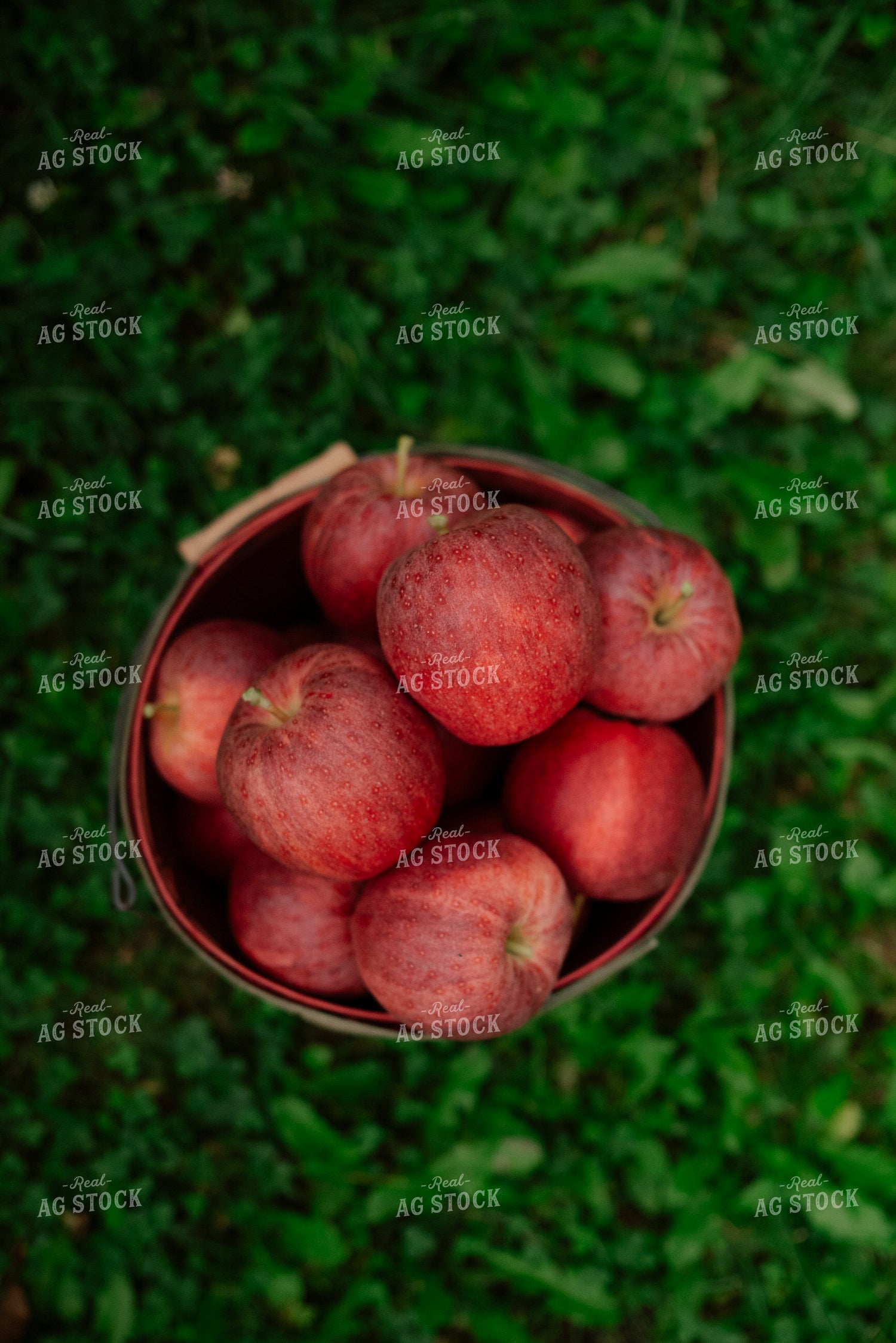 Apples 137089