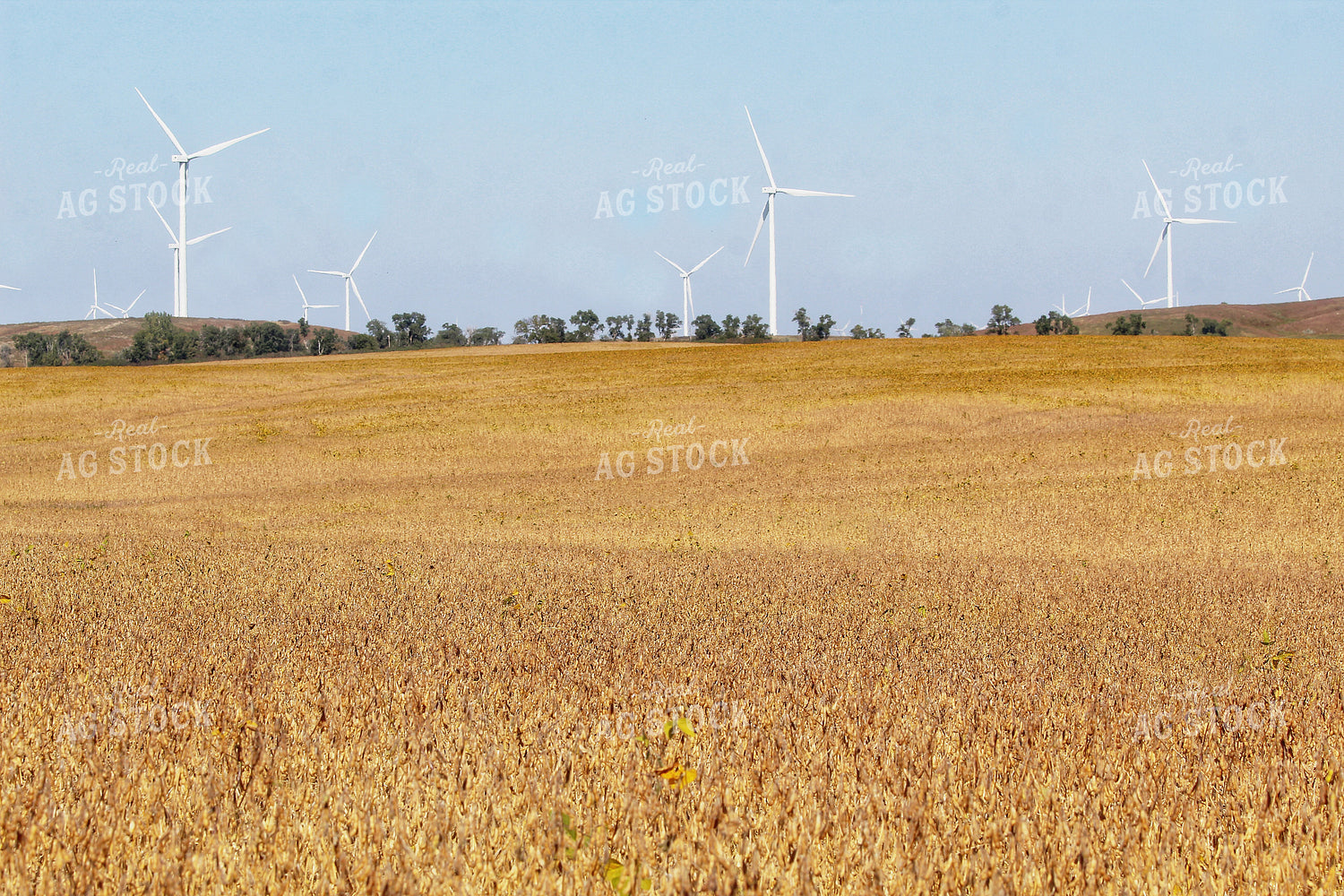 Late Season Soybeans 141442