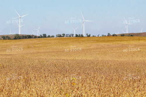 Late Season Soybeans 141442