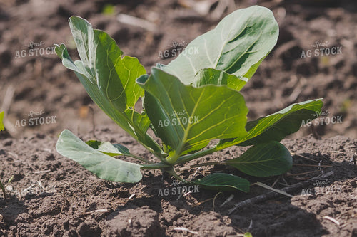 Cabbage Plant 91032