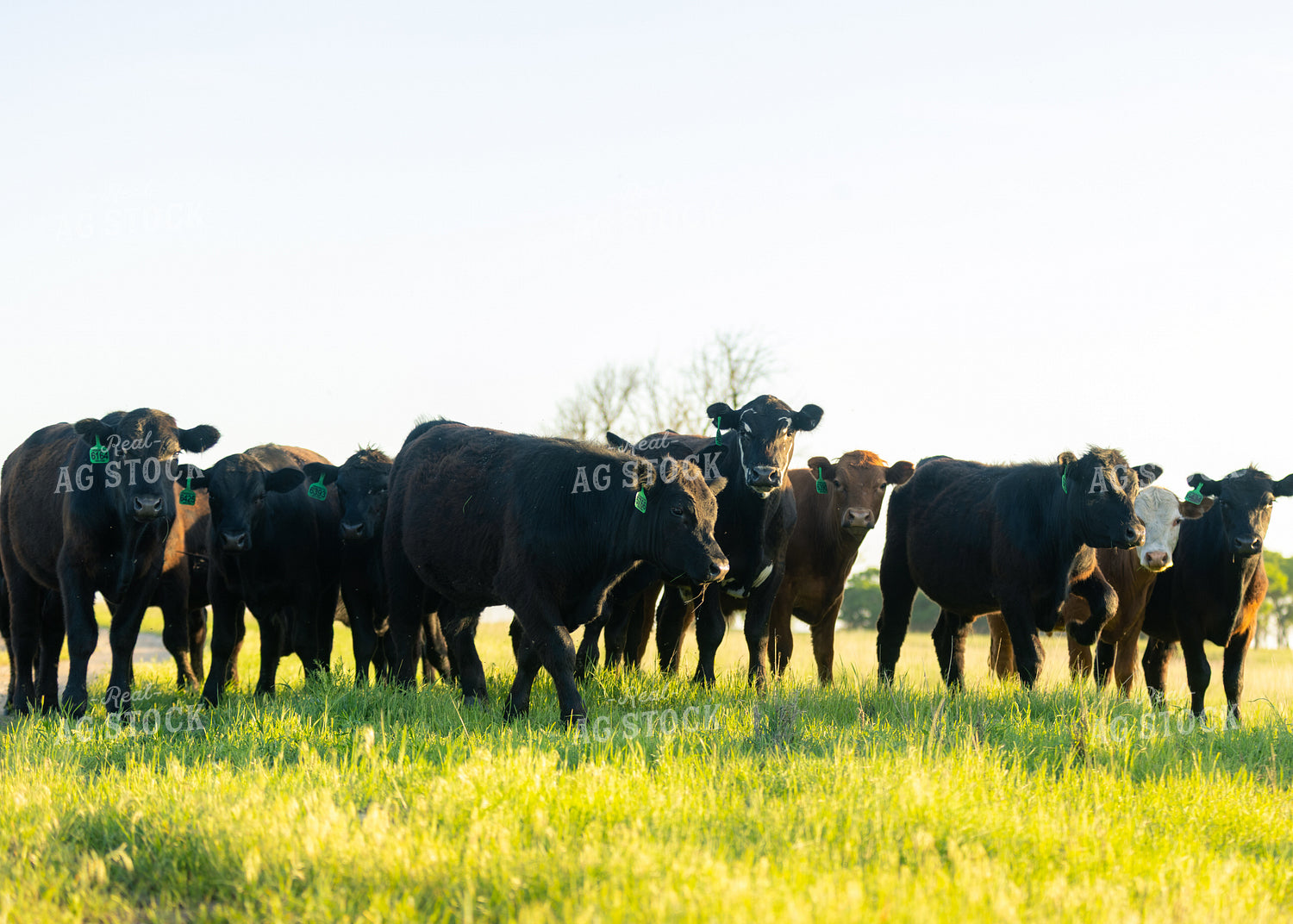 Cattle on Pasture 264042