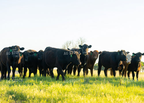 Cattle on Pasture 264042