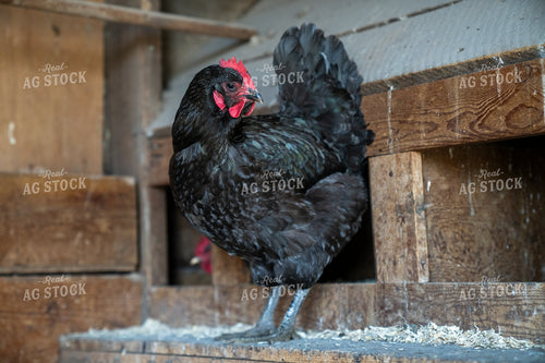 Black Chicken Standing Inside a Rustic Wooden Chicken Coop Interior 65255