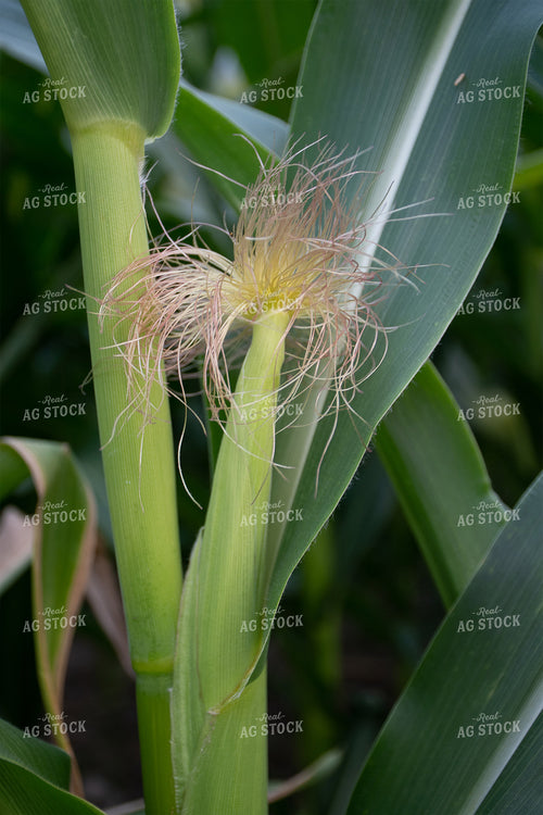 Immature Ear of Corn 50126