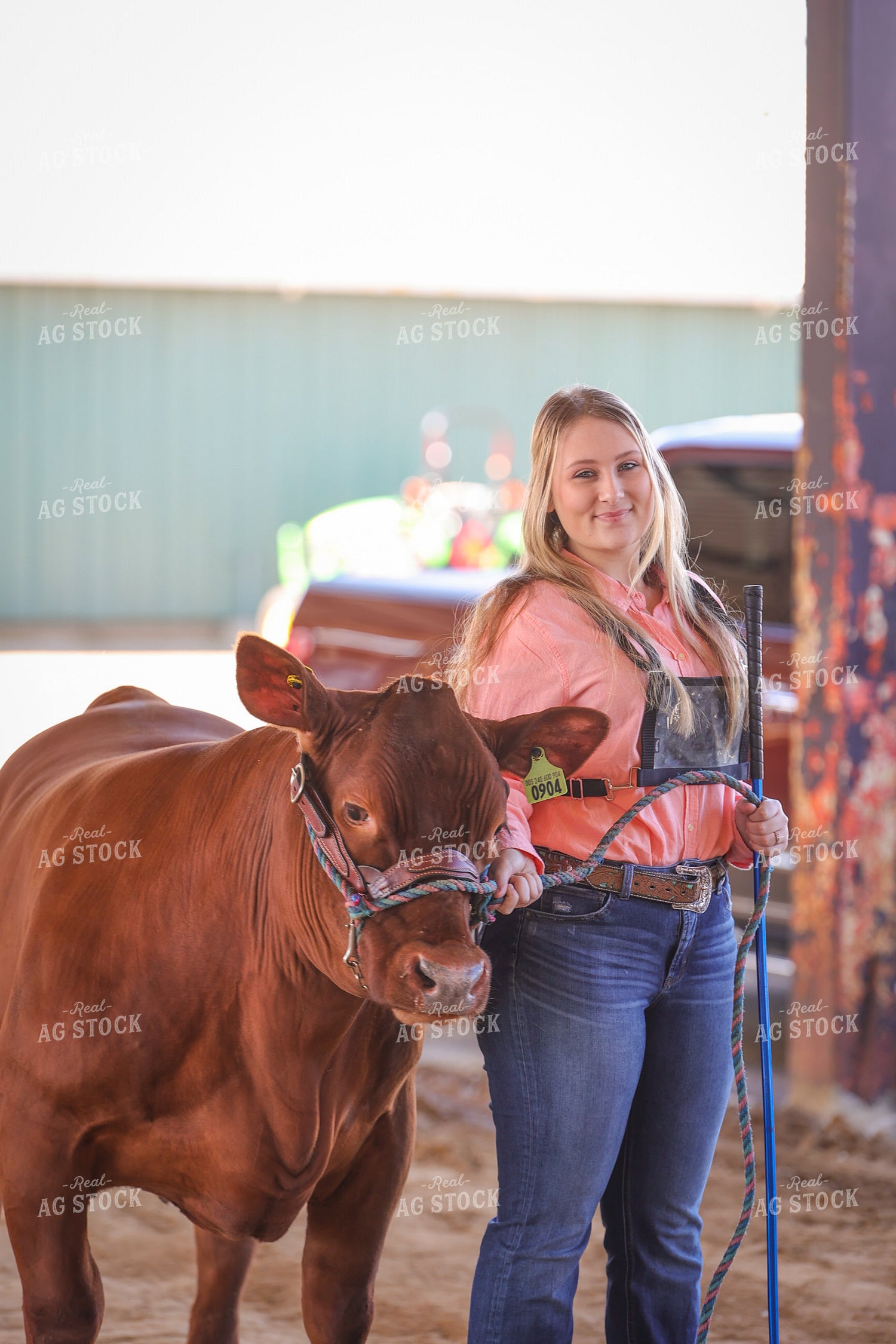 Showing Cattle 52357