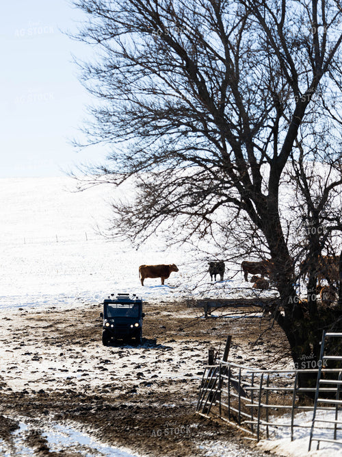 Cattle in Snowy Pasture 70168