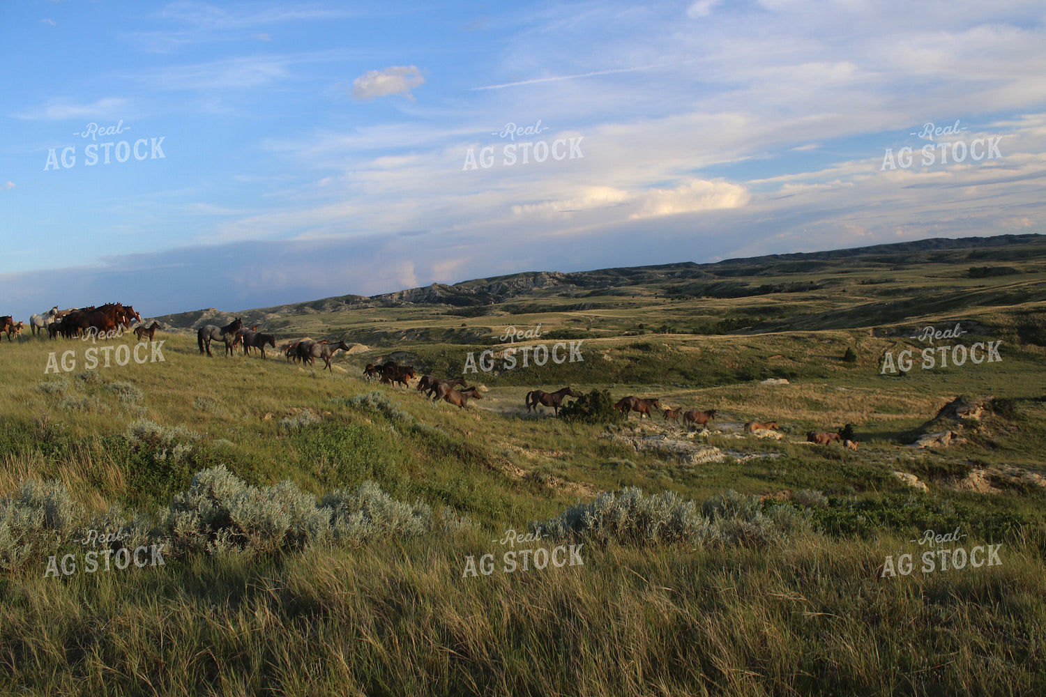 Horses 183014