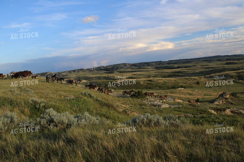 Horses 183014