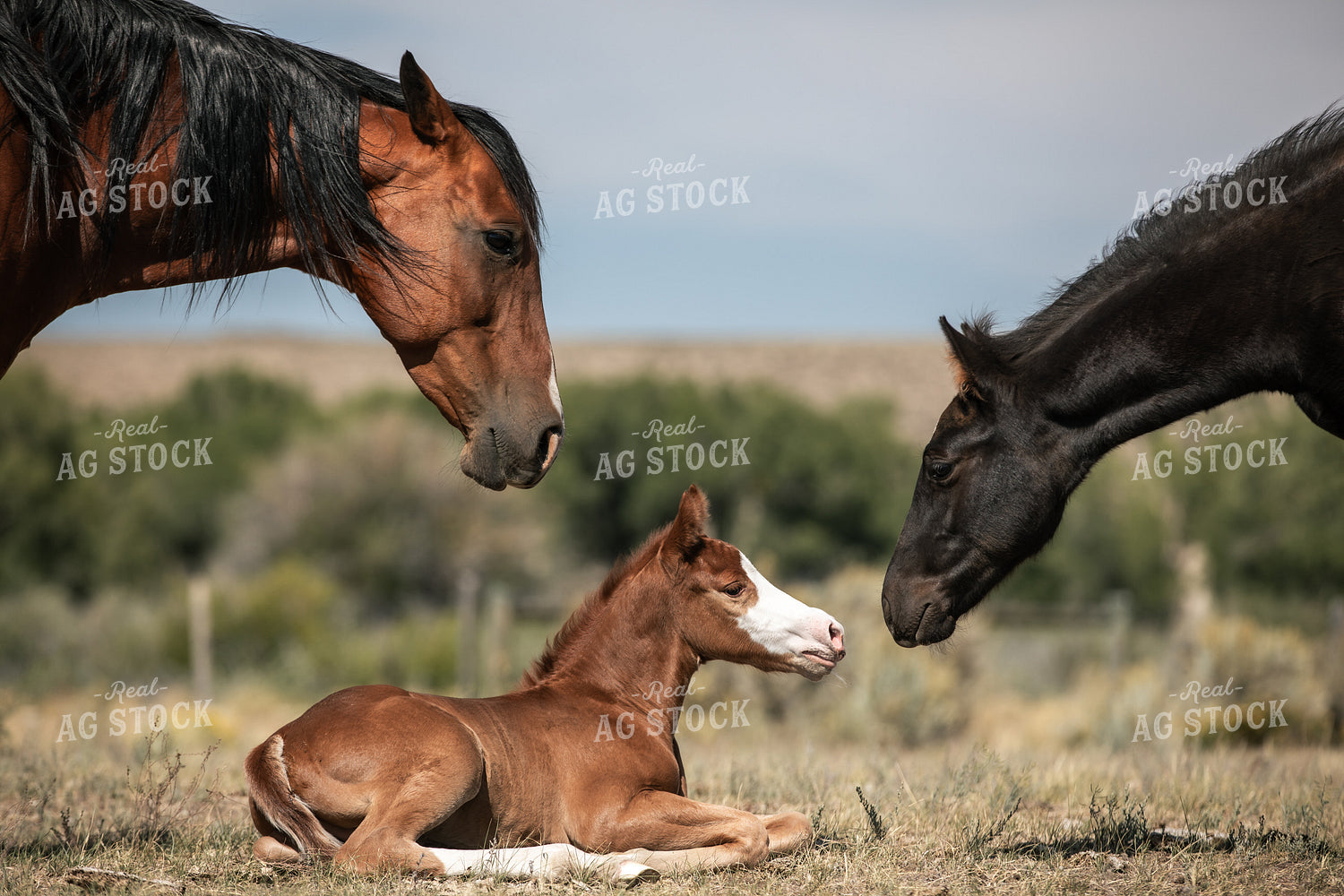 Horses and Foal 304068