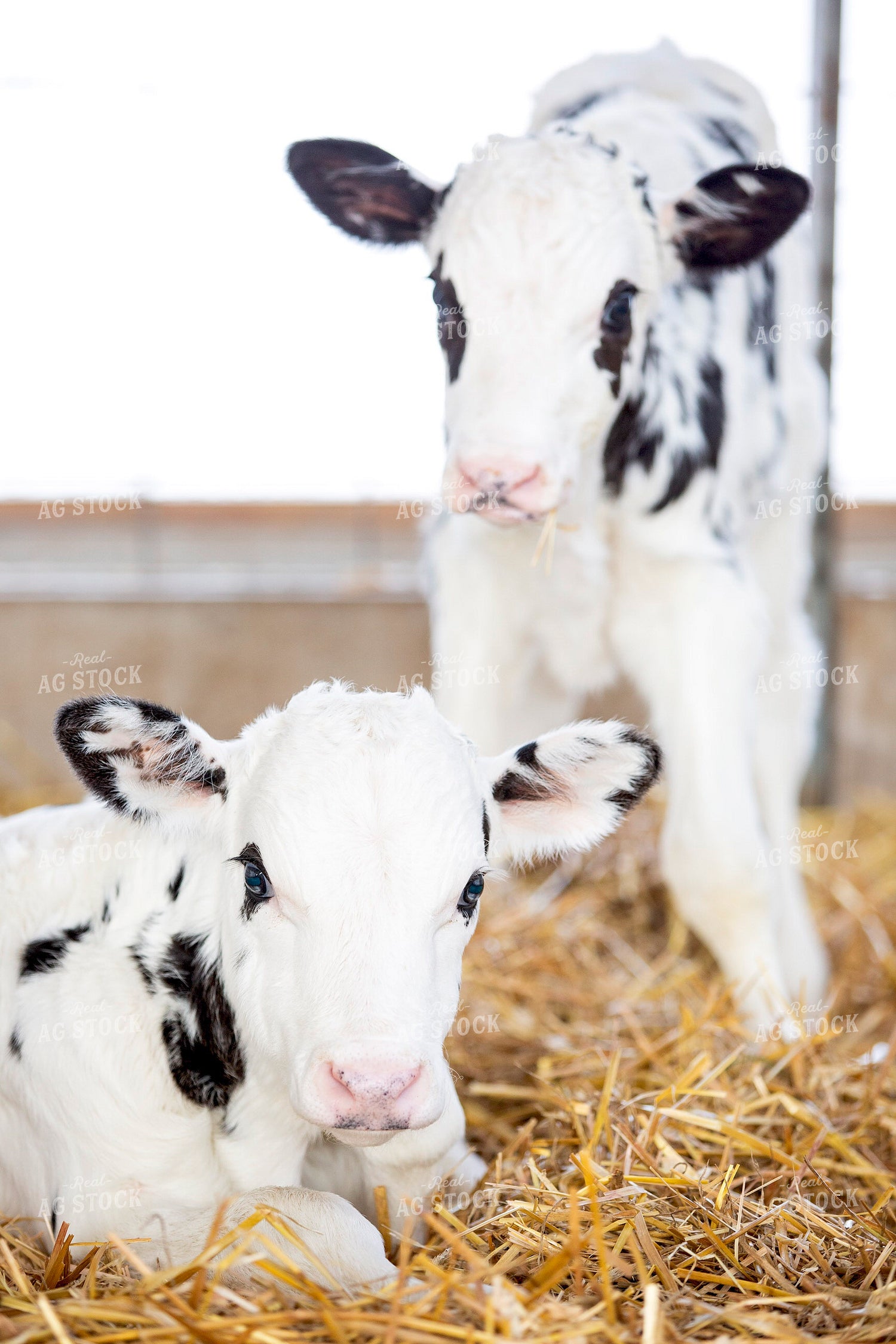 Dairy Calves 55346