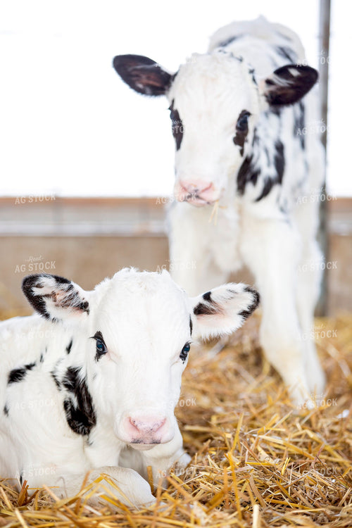 Dairy Calves 55346