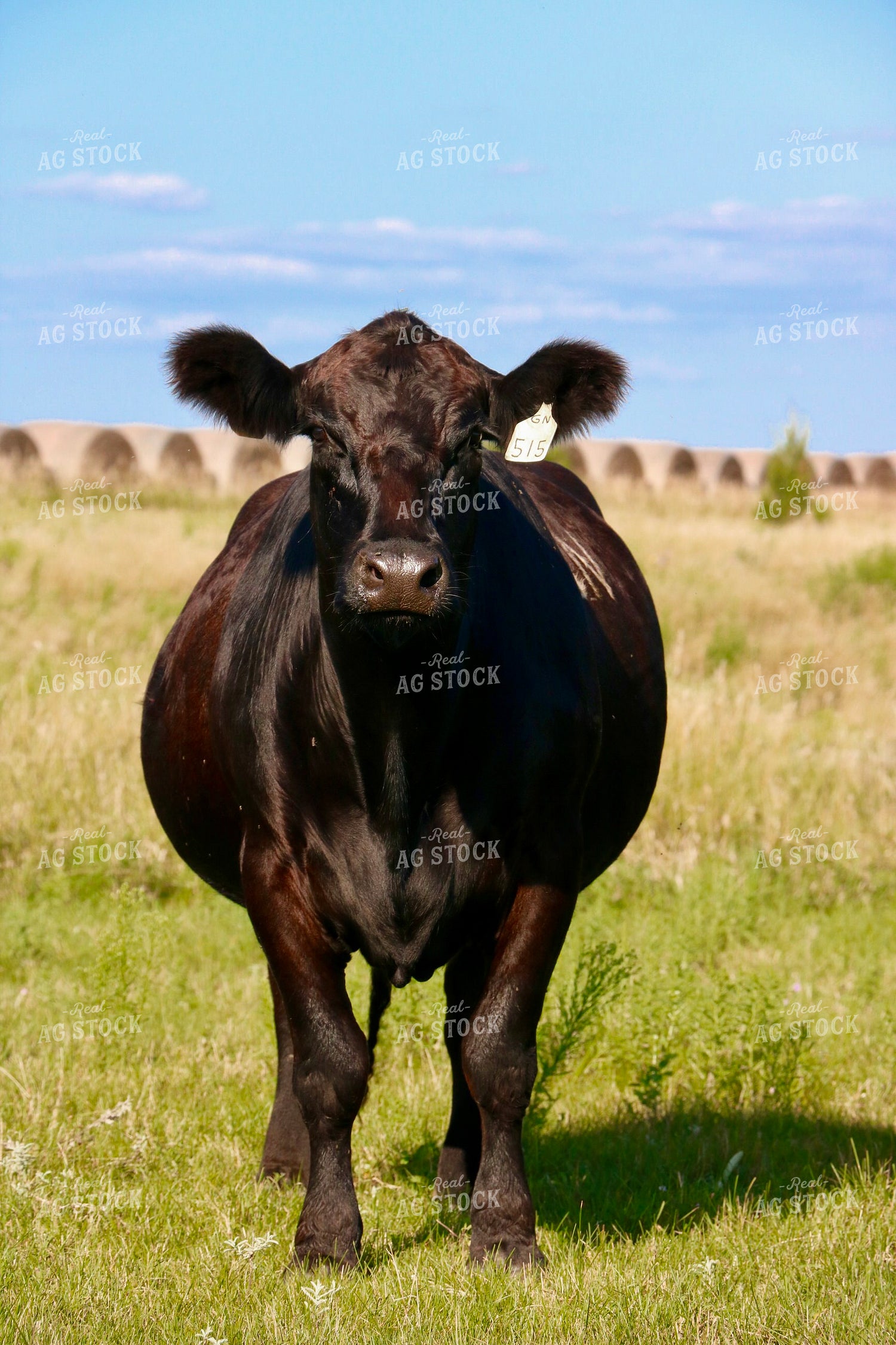 Black Angus Cow on Pasture 299106