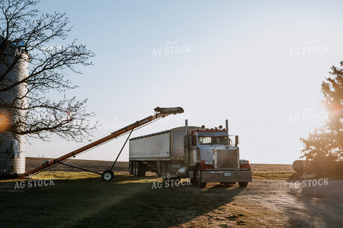 Semi in Farmyard 77261