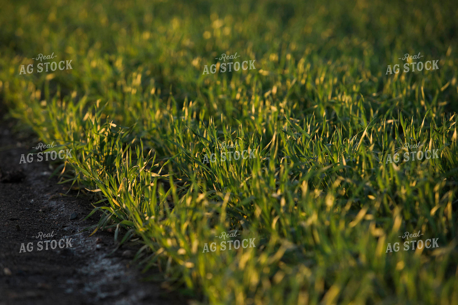 Up Close Wheat 5431