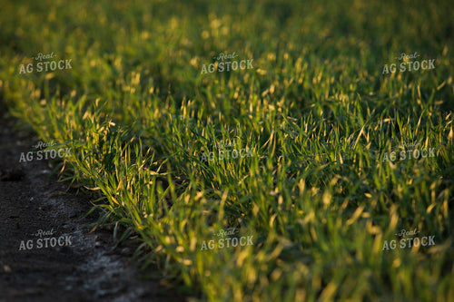 Up Close Wheat 5431