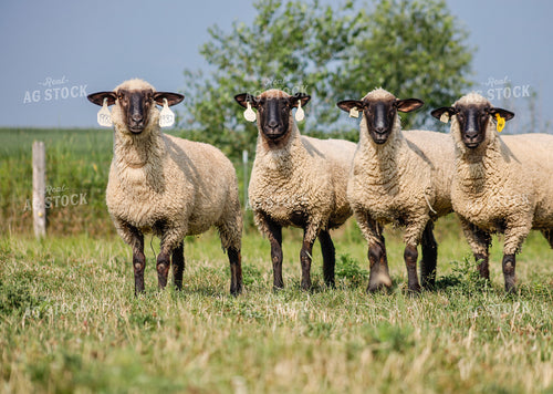 Sheep 261000
