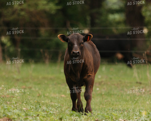 Limosuin Calf 174023