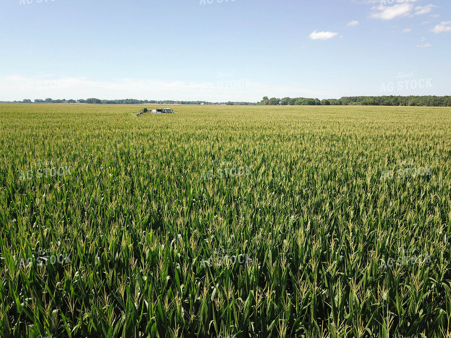 Spraying Corn 79114